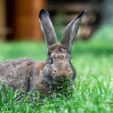 Chez Aurelia - & Table D'hotes * La Couture-Boussey
