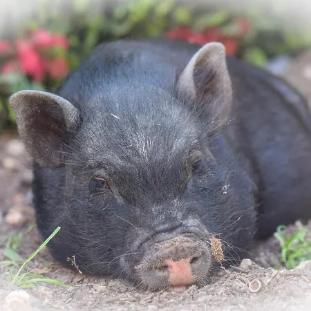 Bed & Breakfast Chez Aurelia - & Table D'hotes *