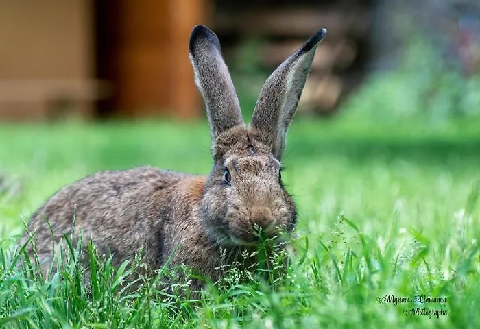 Chez Aurelia - & Table D'hotes * La Couture-Boussey