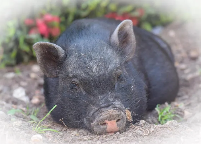 住宿加早餐酒店 Chez Aurelia - & Table D'hotes *